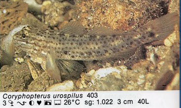 Coryphopterus urospilus